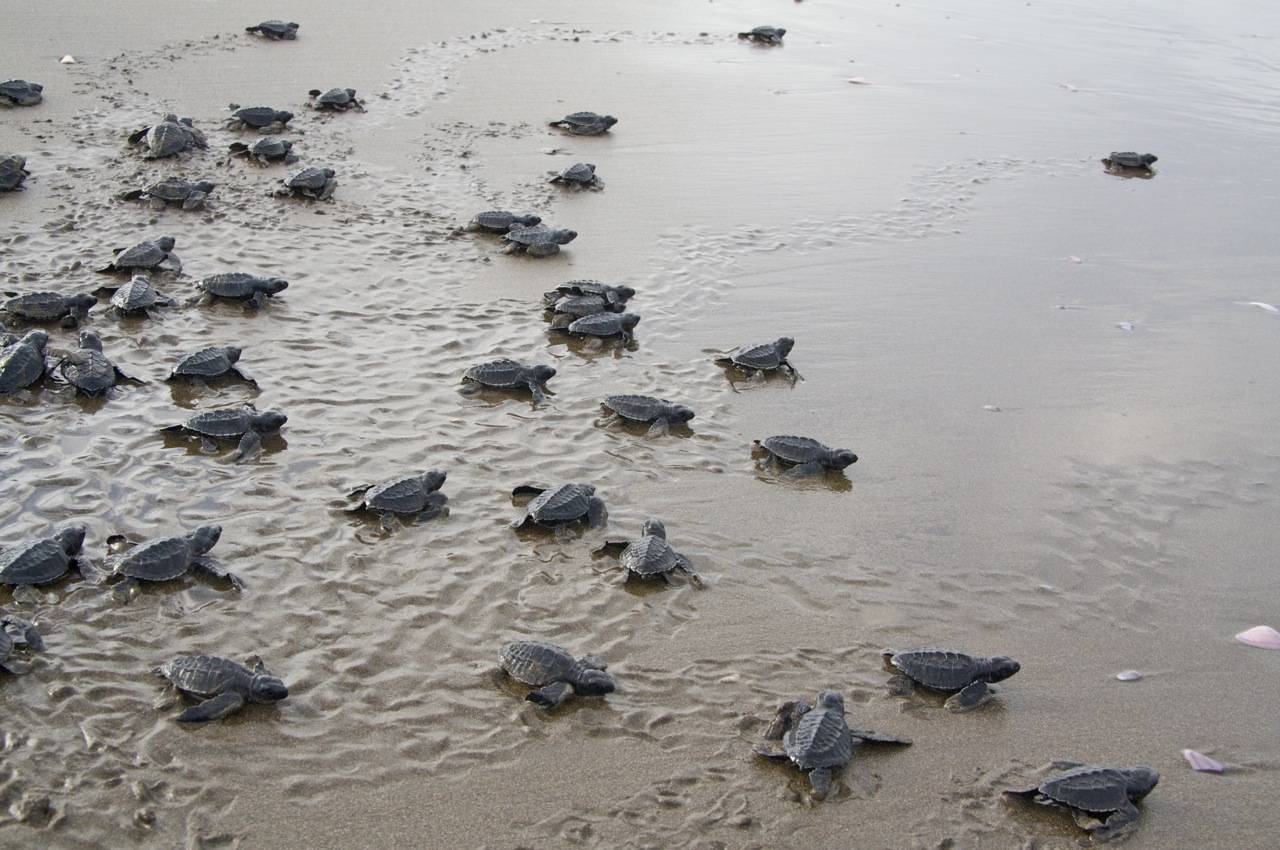 Cesta vylíhnutých želv do moře